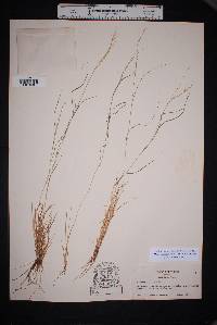 Muhlenbergia tenuifolia image