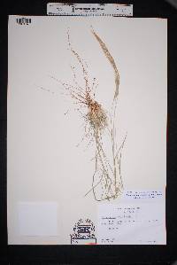 Muhlenbergia tenuifolia image
