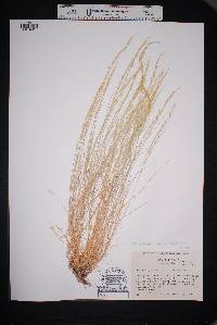 Muhlenbergia tenuifolia image