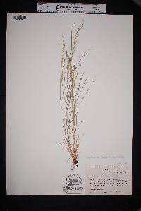 Muhlenbergia tenuifolia image