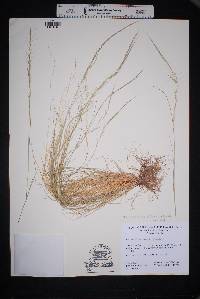 Muhlenbergia tenuifolia image