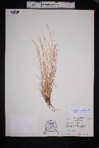 Muhlenbergia tenuifolia image