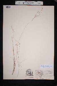 Muhlenbergia tenuifolia image