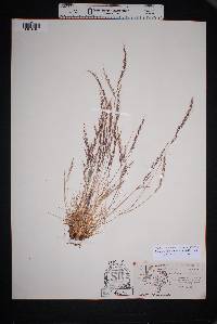 Muhlenbergia tenuifolia image