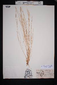 Muhlenbergia tenuifolia image