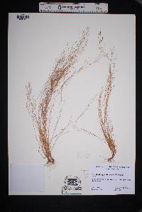 Muhlenbergia texana image