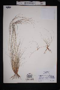 Muhlenbergia arenacea image