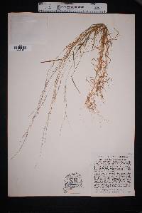 Muhlenbergia schreberi image