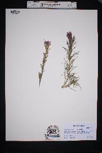 Image of Castilleja purpurea