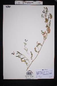 Image of Astragalus lindheimeri