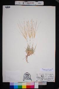 Scleropogon brevifolius image