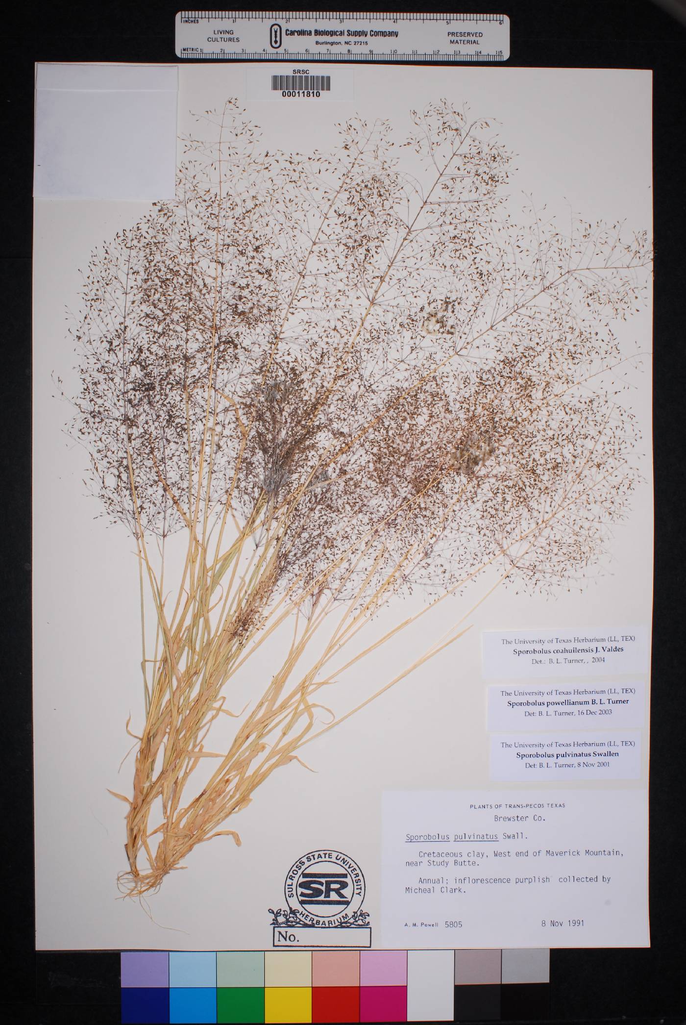 Sporobolus coahuilensis image