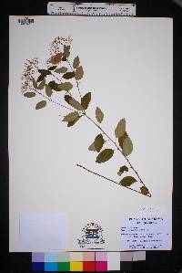 Image of Euphorbia pubentissima