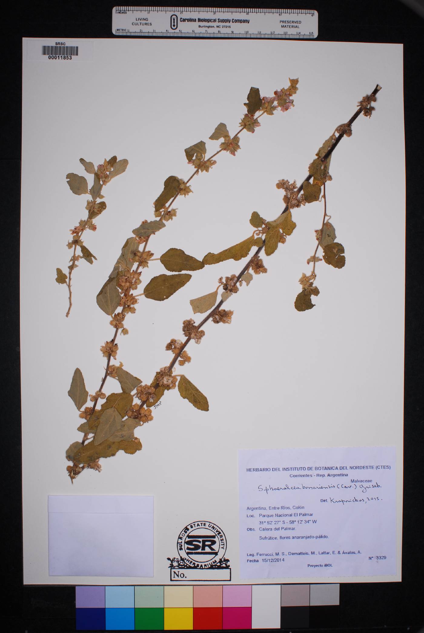 Sphaeralcea bonariensis image