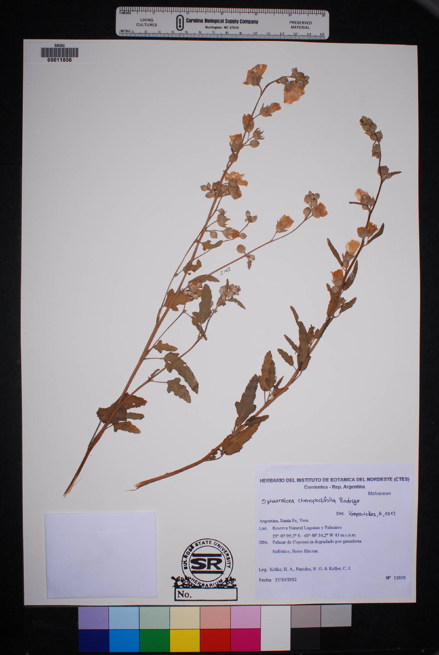 Sphaeralcea chenopodifolia image