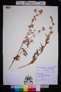 Image of Sphaeralcea chenopodifolia