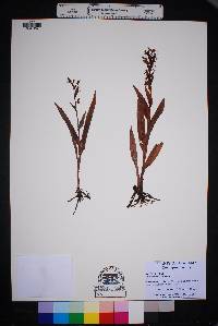 Habenaria repens image