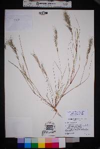 Aristida adscensionis image