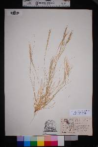 Aristida adscensionis image