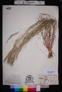 Aristida adscensionis image