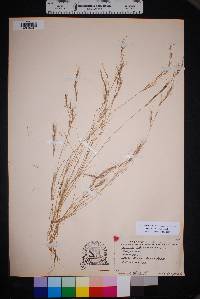 Aristida adscensionis image