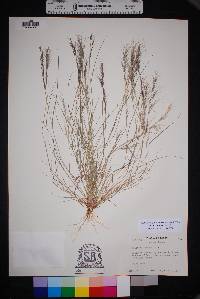 Aristida adscensionis image