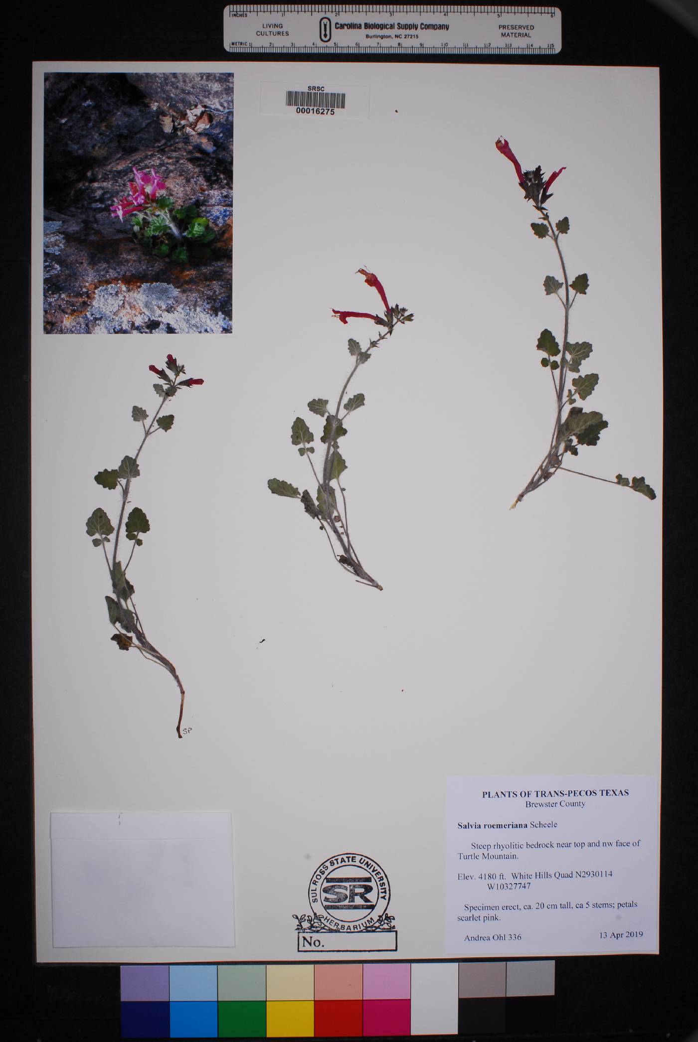 Salvia roemeriana image