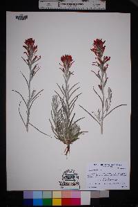 Castilleja lanata image