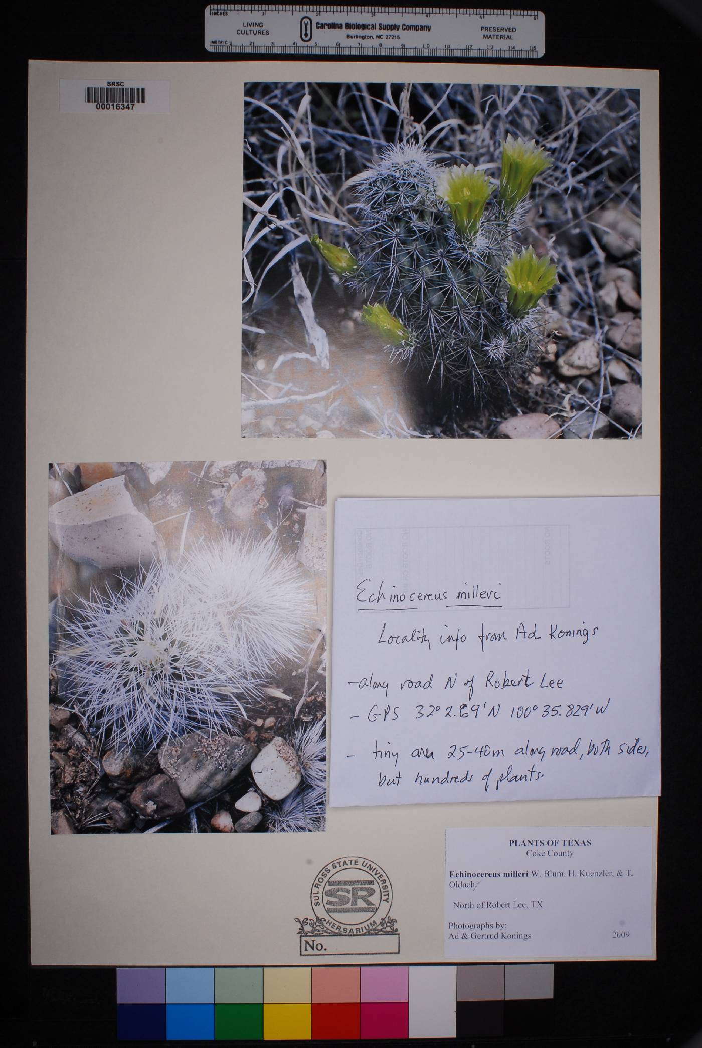 Echinocereus milleri image