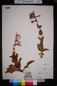 Penstemon cardinalis image