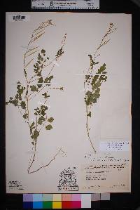 Cardamine macrocarpa var. texana image