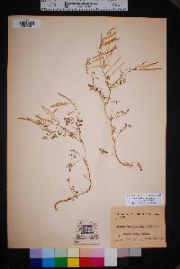 Cardamine macrocarpa var. texana image