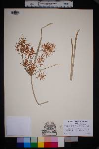 Cyperus esculentus var. macrostachyus image