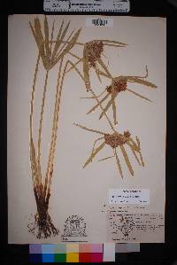 Cyperus involucratus image