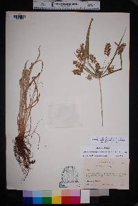 Cyperus pseudothyrsiflorus image