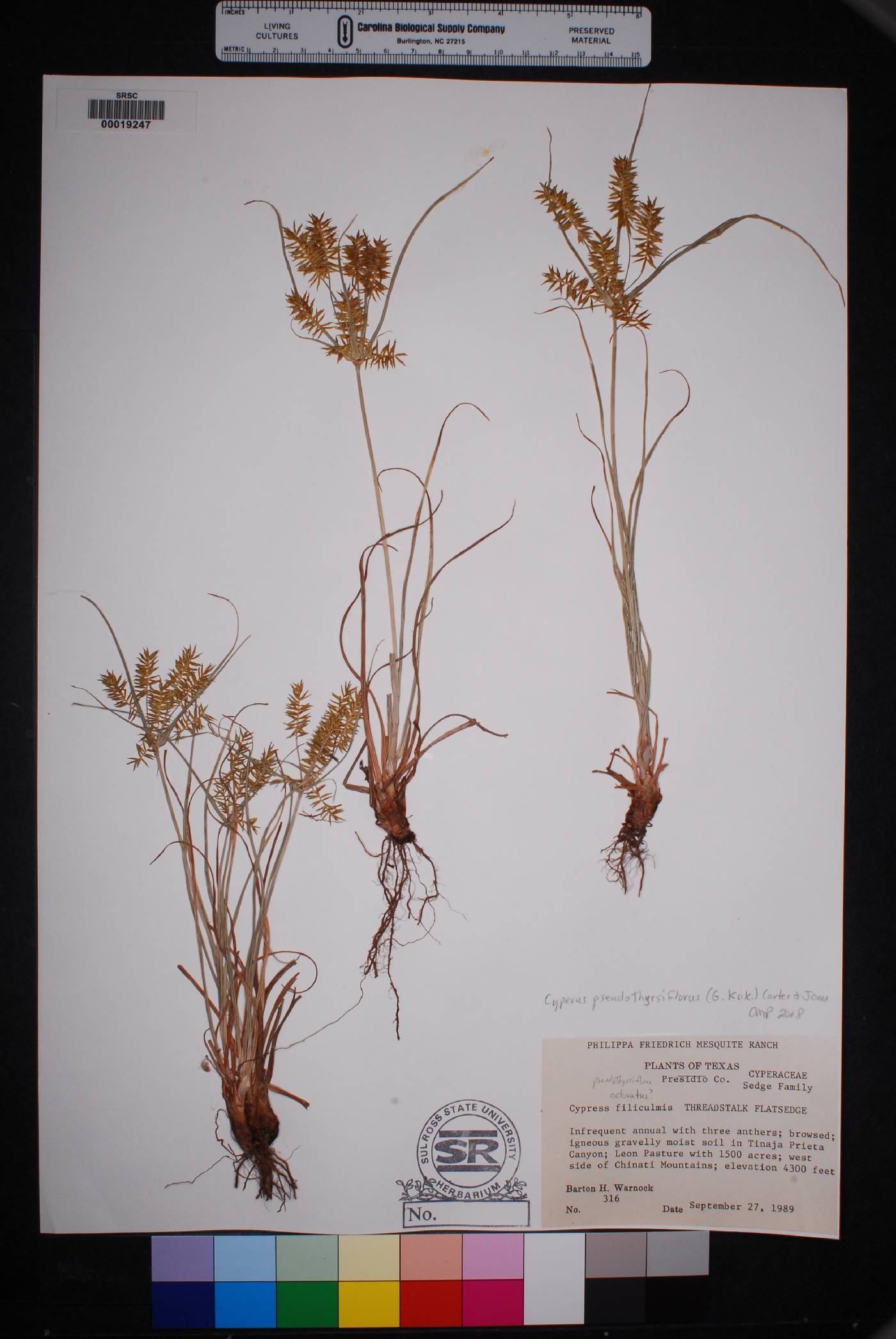 Cyperus pseudothyrsiflorus image