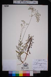 Eriogonum annuum image