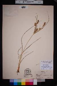 Cyperus sphaerolepis image