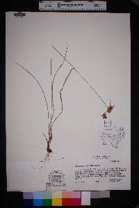 Cyperus grayioides image