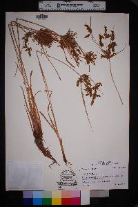 Cyperus iria image