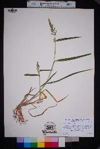 Echinochloa colona image