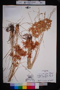 Cyperus oxylepis image