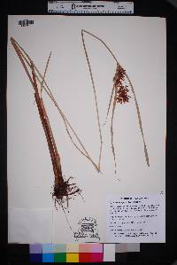 Cyperus setigerus image