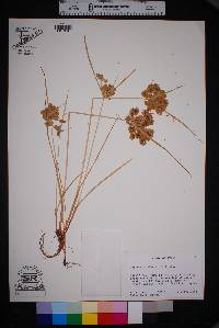 Cyperus surinamensis image