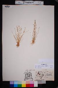 Eleocharis geniculata image