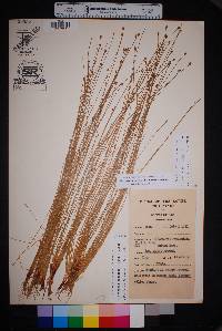 Eleocharis geniculata image