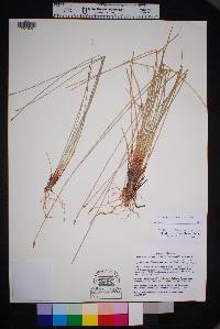 Eleocharis rostellata image