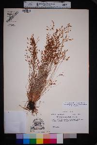 Fimbristylis annua image