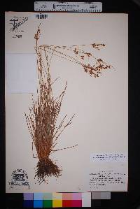 Fimbristylis annua image