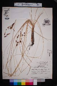 Fimbristylis castanea image